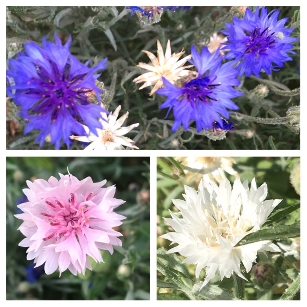 Cornflower in the GardenTags plant encyclopedia