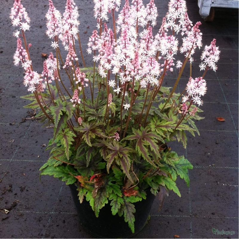 Foamflower Angel Wings in the GardenTags plant encyclopedia