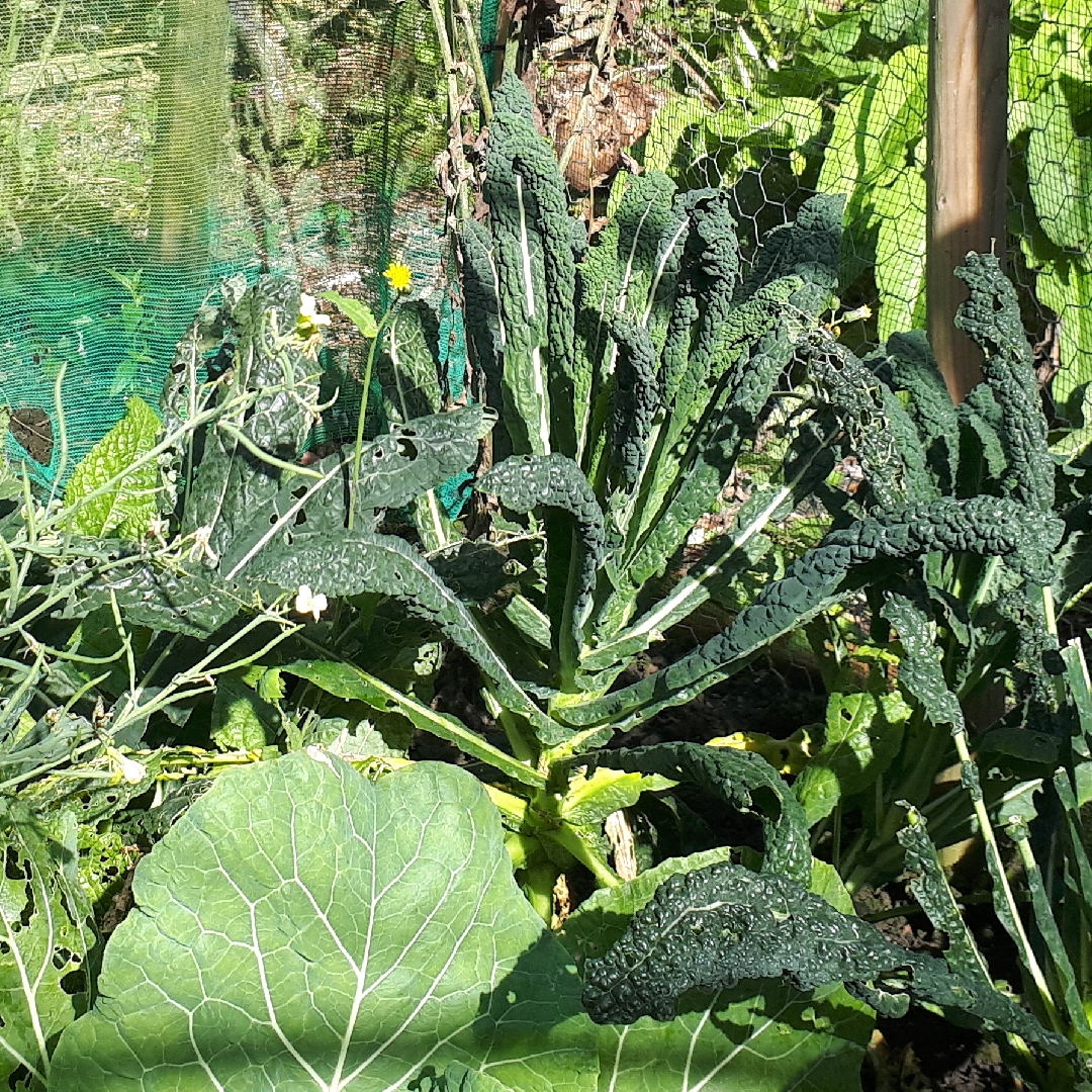 Black Russian Kale in the GardenTags plant encyclopedia