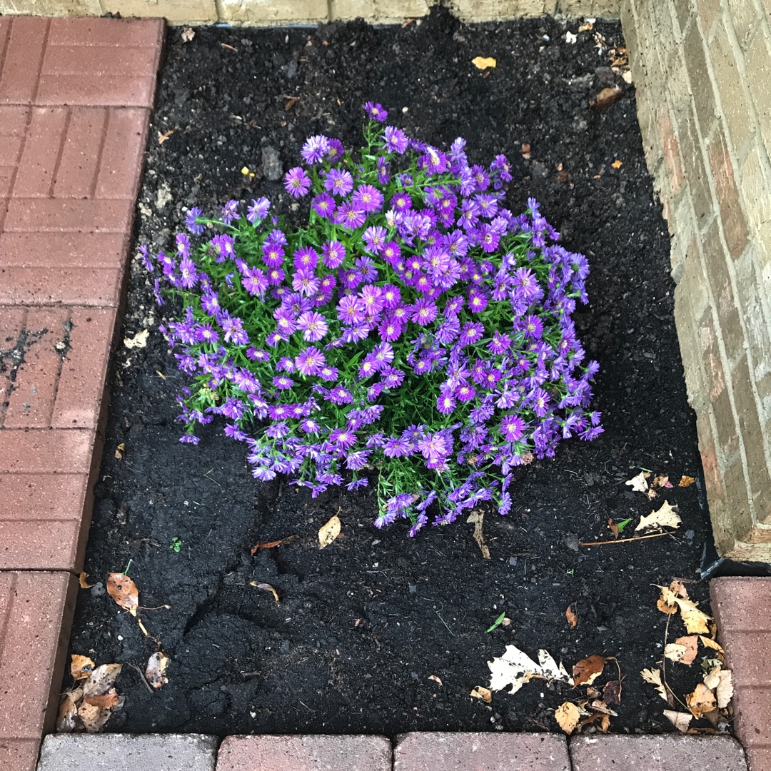 Aster Magic in the GardenTags plant encyclopedia