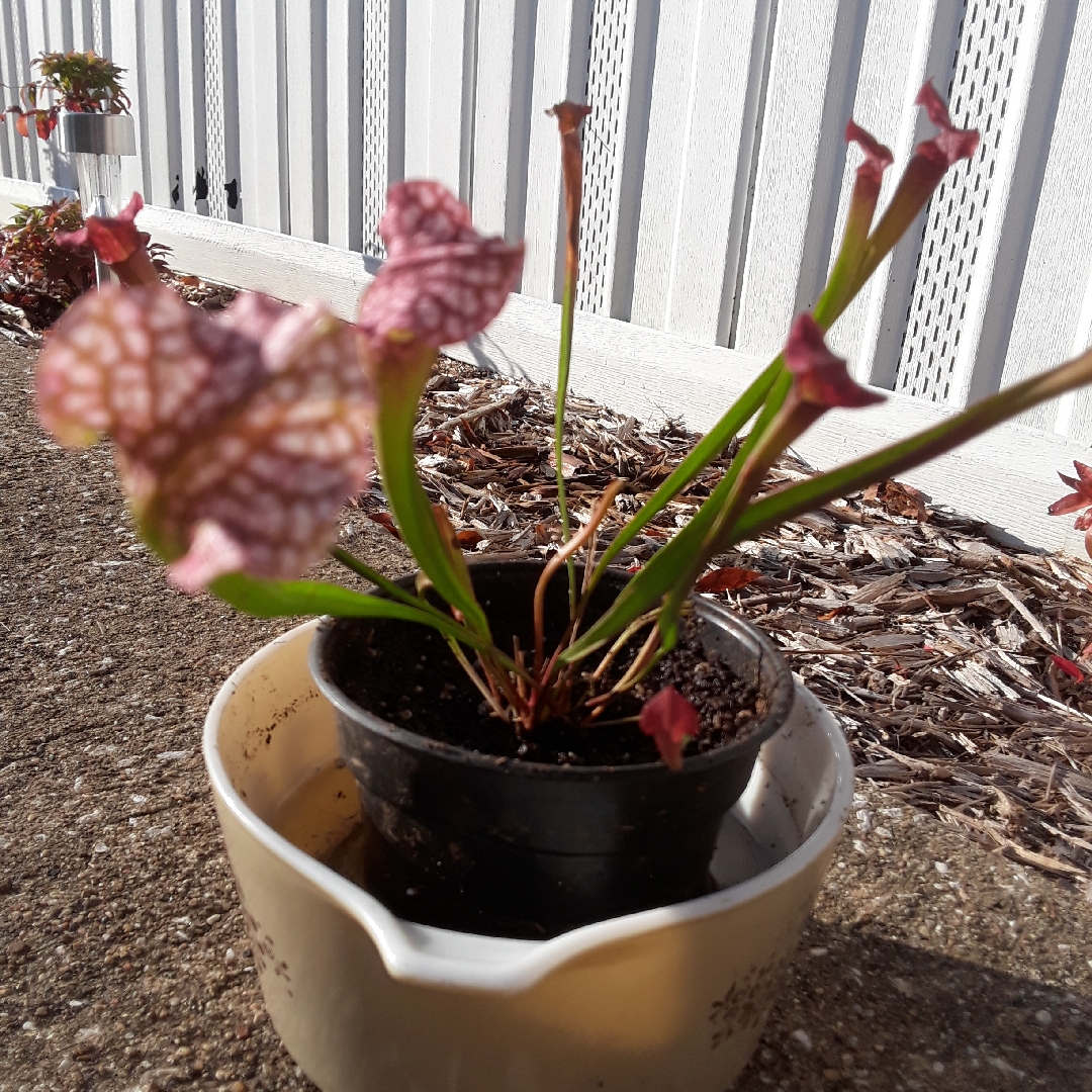 Pitcher Plant Danas Delight in the GardenTags plant encyclopedia