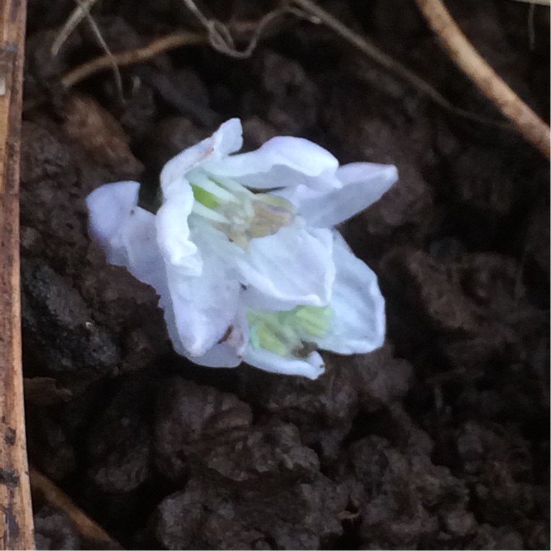 Misczenko Squill in the GardenTags plant encyclopedia