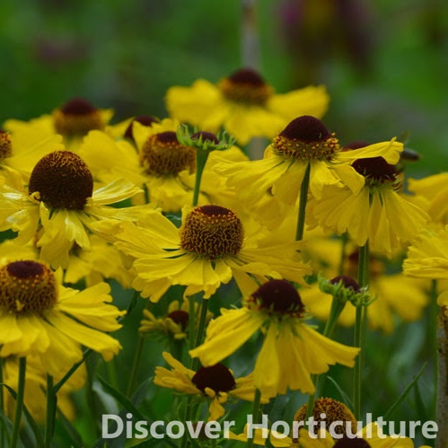 Sneezeweed Wesergold in the GardenTags plant encyclopedia