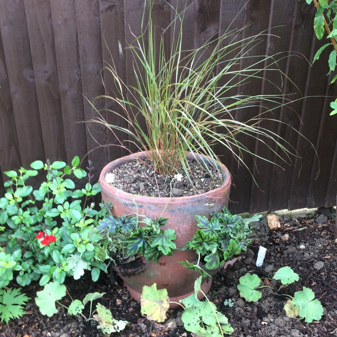 Tiarella 'Emerald Ellie', Foamflower 'Emerald Ellie' in GardenTags ...