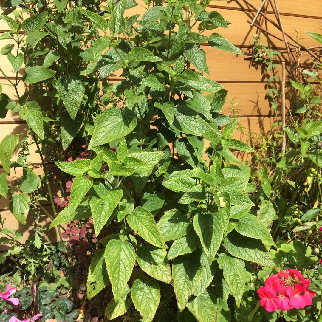 Salvia Argentine Skies in the GardenTags plant encyclopedia