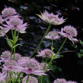 Masterwort Florence in the GardenTags plant encyclopedia