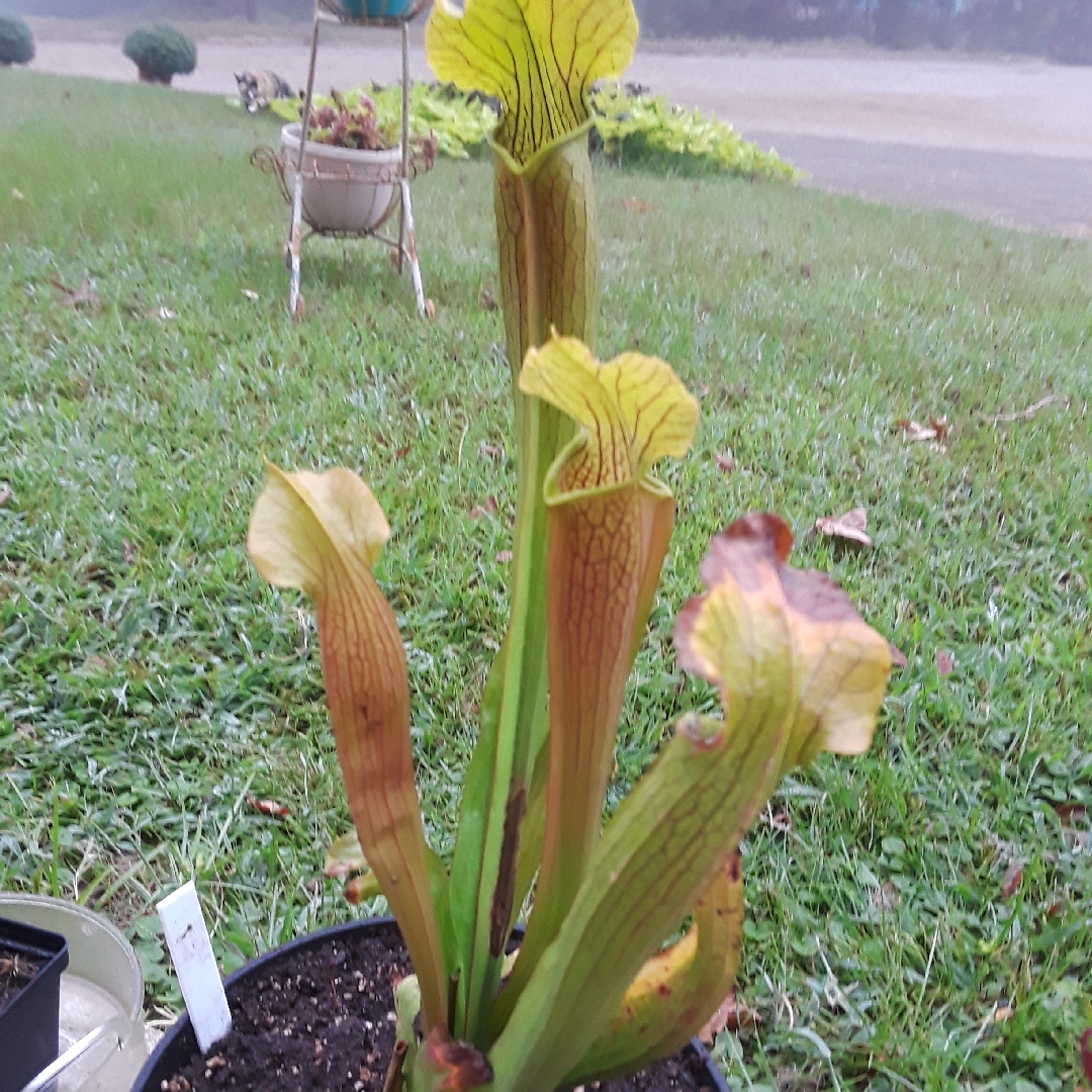 Pitcher Plant Bog Witch in the GardenTags plant encyclopedia