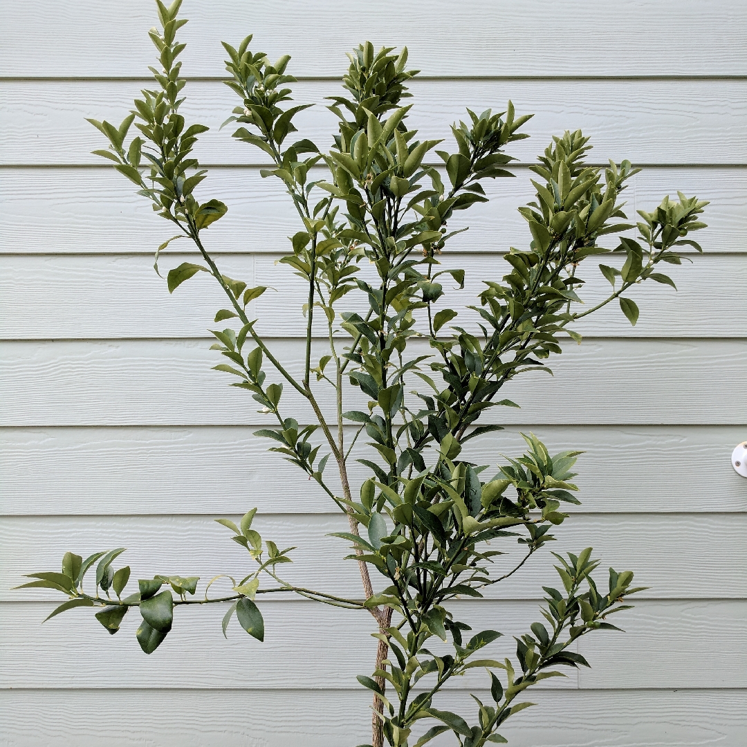 Fortunella crassifolia 'Meiwa', Meiwa Kumquat in GardenTags plant ...