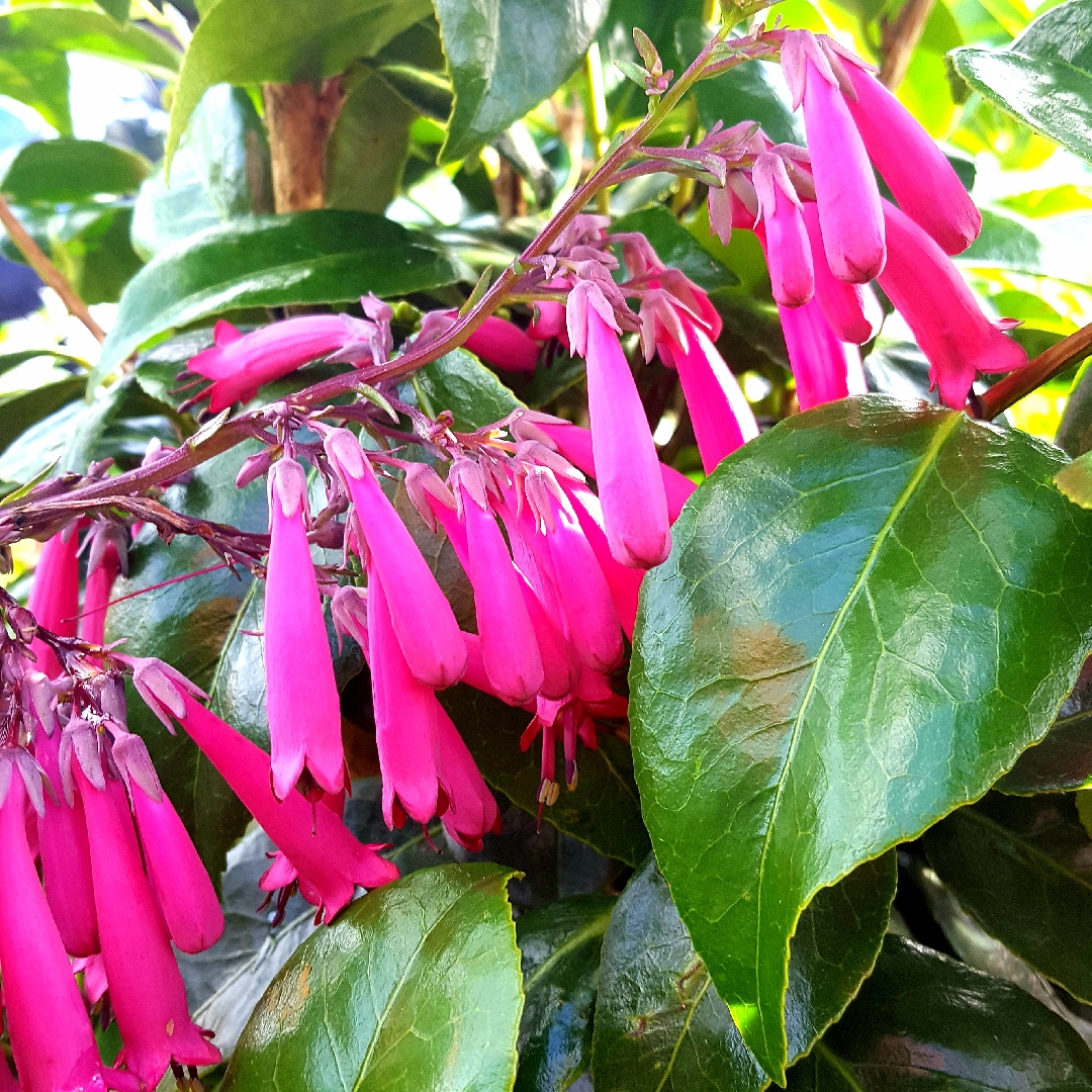 Cape Fuchsia Pink Sensation in the GardenTags plant encyclopedia