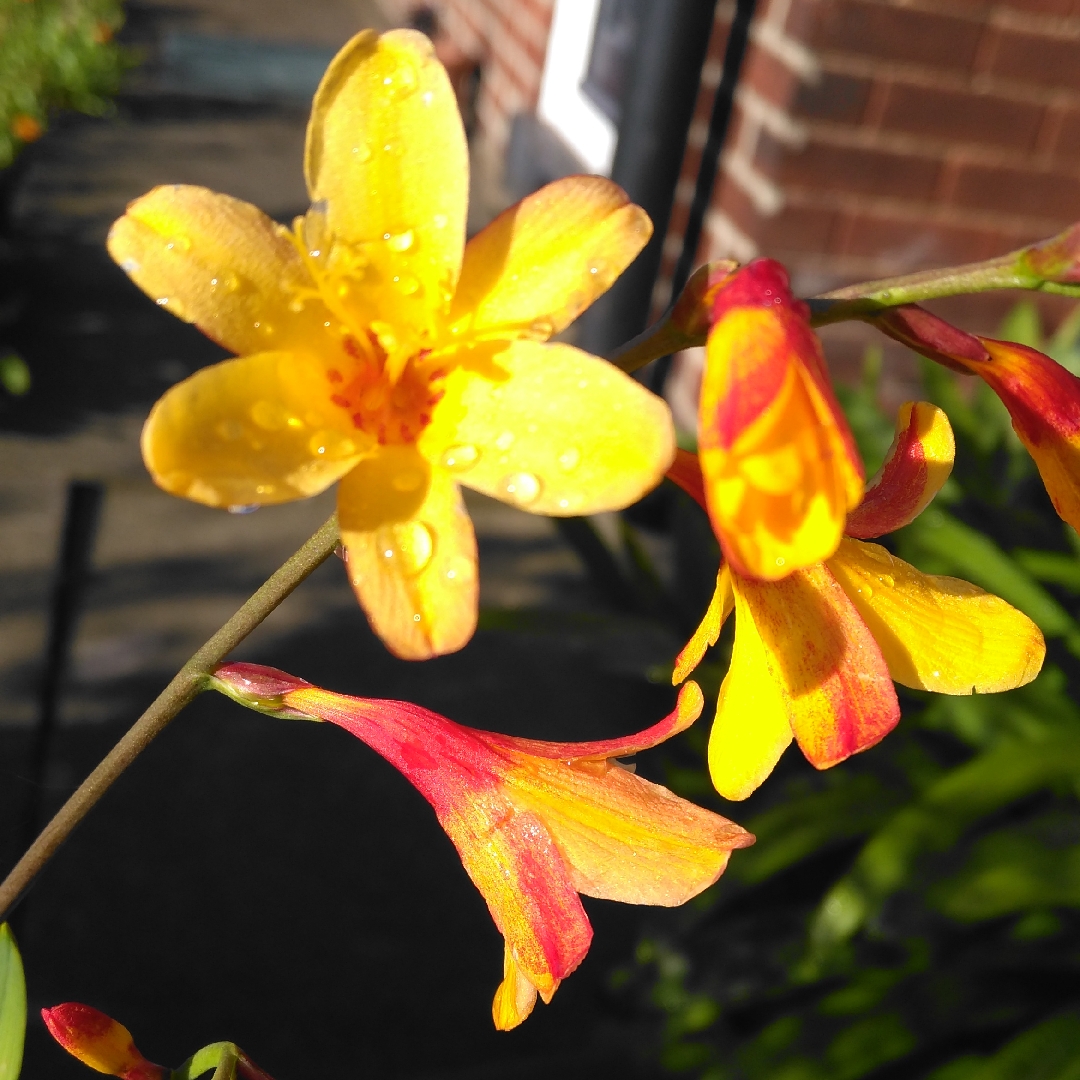 Montbretia Harlequin in the GardenTags plant encyclopedia