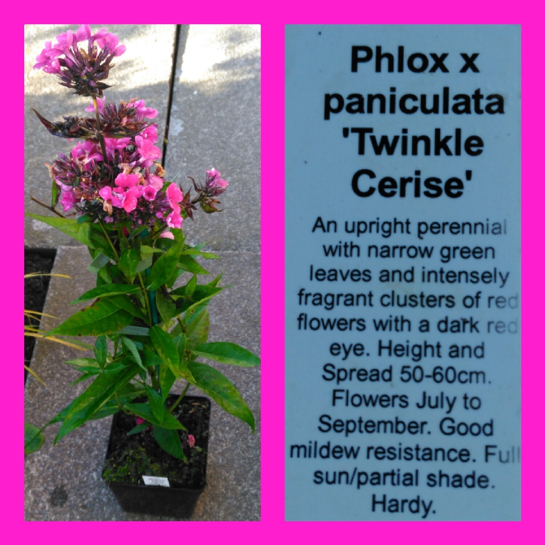 Phlox Twinkle Cerise in the GardenTags plant encyclopedia