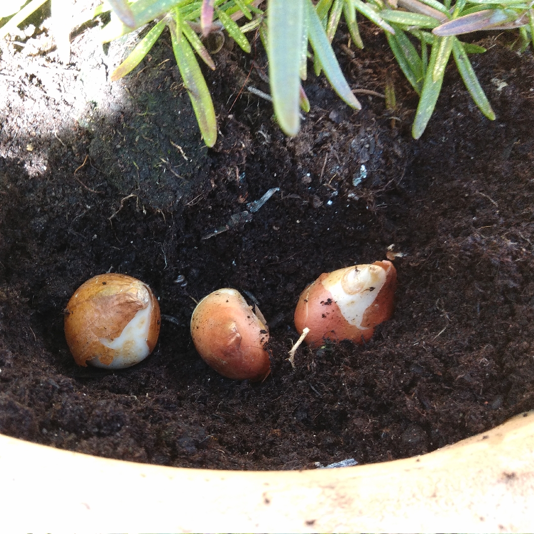 Tulip Hearts Delight (Kaufmanniana) in the GardenTags plant encyclopedia