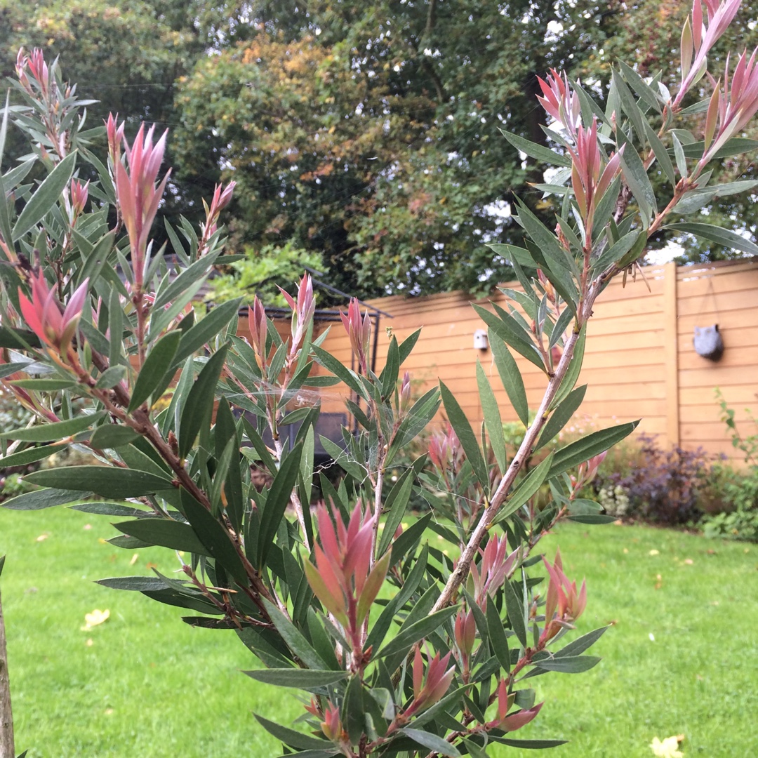 Callistemon Mauve Mist in the GardenTags plant encyclopedia