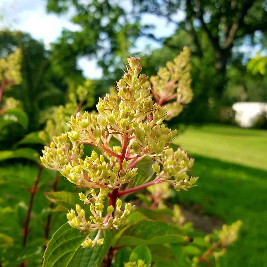 Hydrangea paniculata in the GardenTags plant encyclopedia