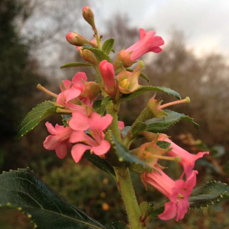 Chilean gum box in the GardenTags plant encyclopedia