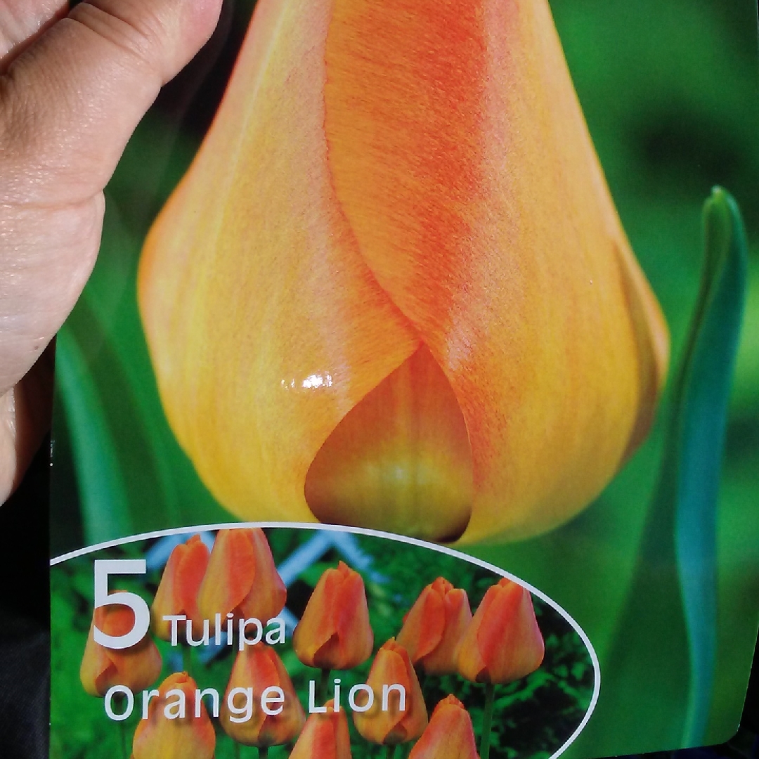 Tulip Orange Lion (Darwin Hybrid) in the GardenTags plant encyclopedia