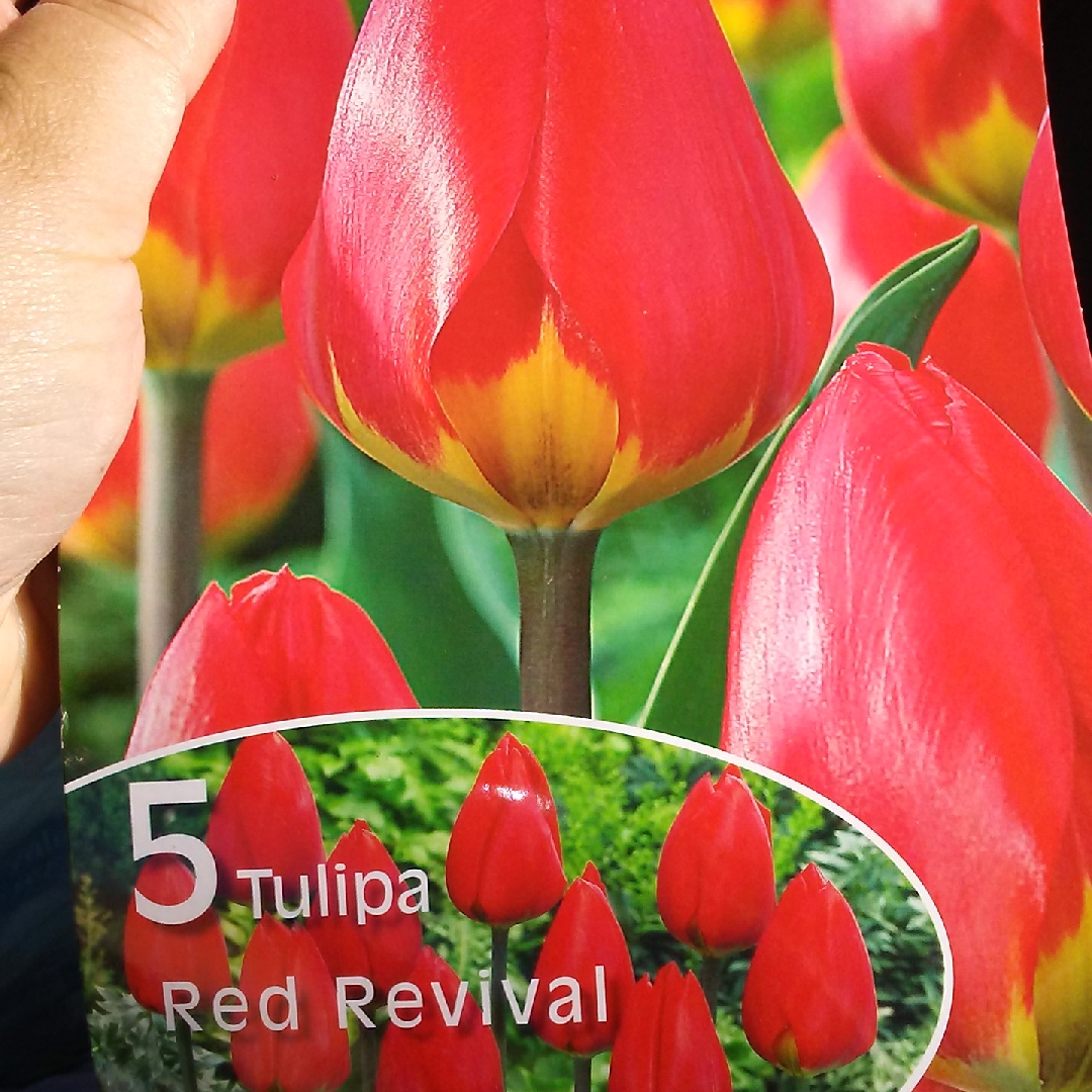 Tulip Red Revival (Single Early) in the GardenTags plant encyclopedia