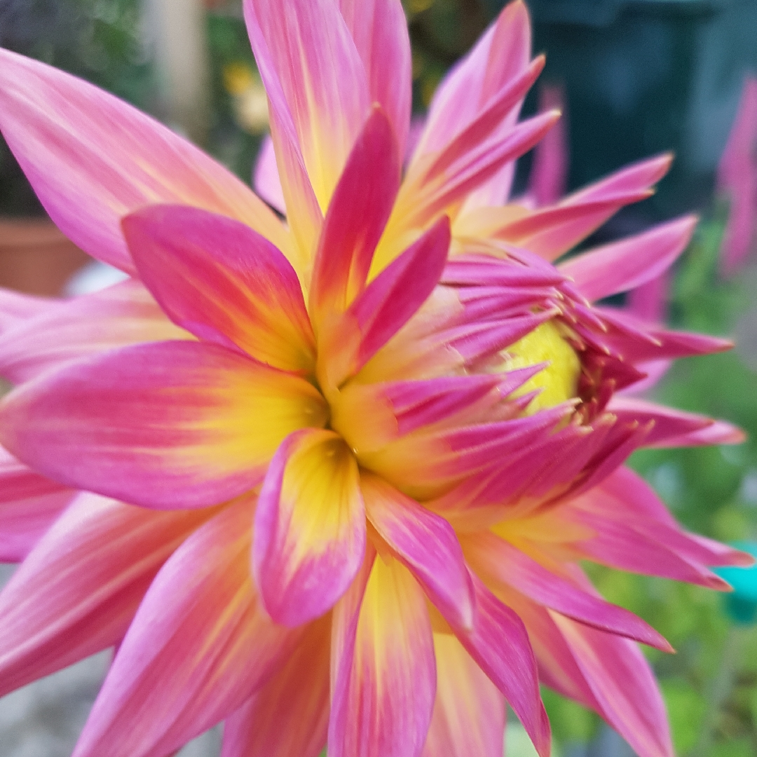 Dahlia Coral Jupiter (Semi-cactus) in the GardenTags plant encyclopedia