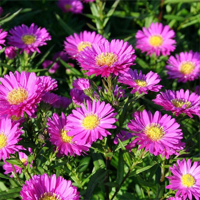 Michaelmas Daisy in the GardenTags plant encyclopedia