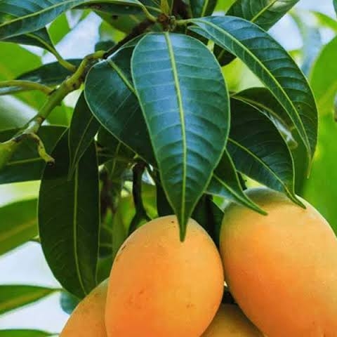 Mango Tree Cotton Candy in the GardenTags plant encyclopedia