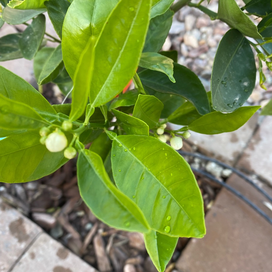 Navel Orange Tree Glen in the GardenTags plant encyclopedia