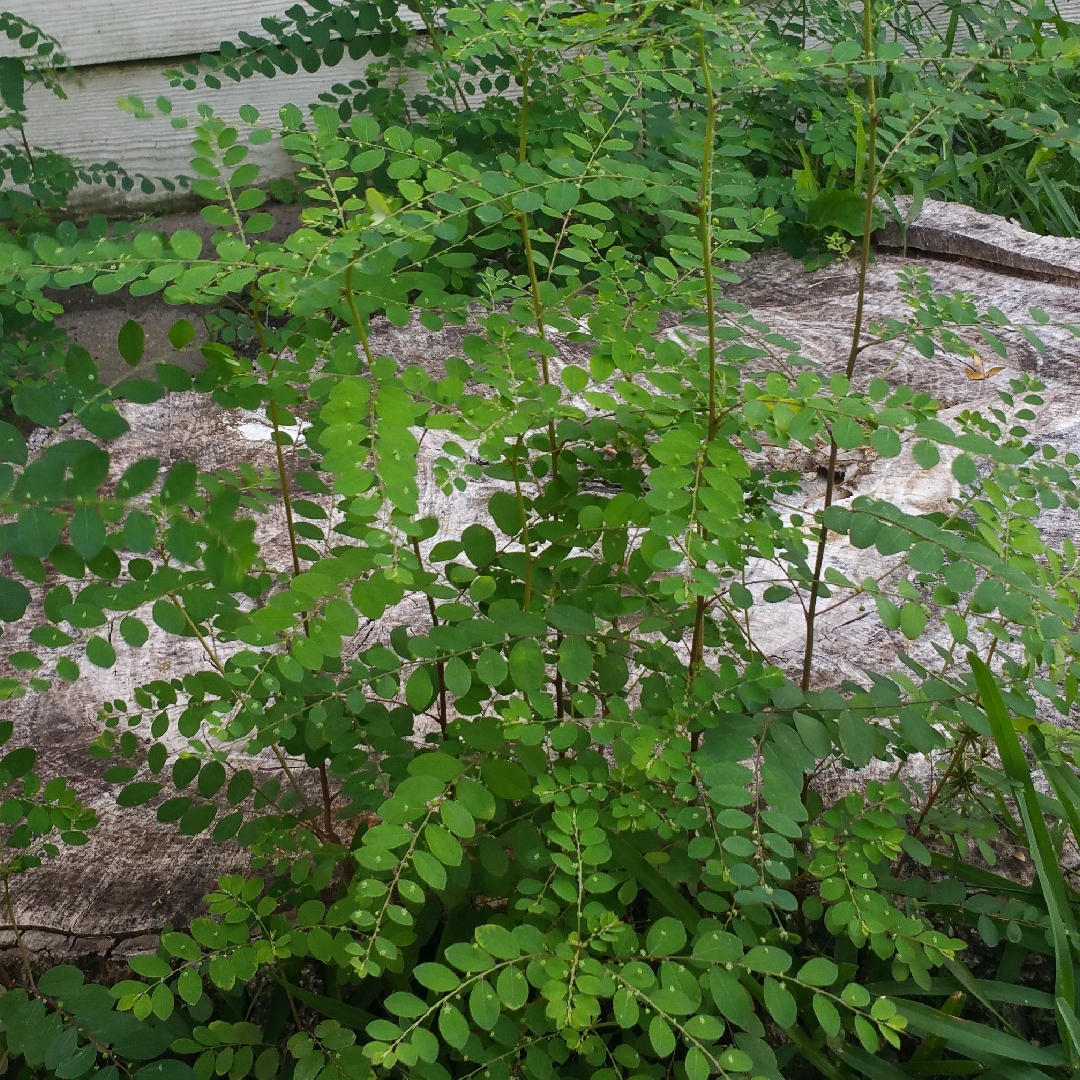 Gale of the wind in the GardenTags plant encyclopedia