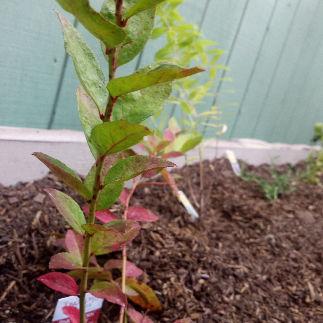 Blueberry Pink Popcorn in the GardenTags plant encyclopedia