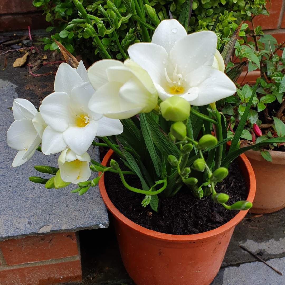 Freesia (Species) Antique White Freesia in the GardenTags plant encyclopedia