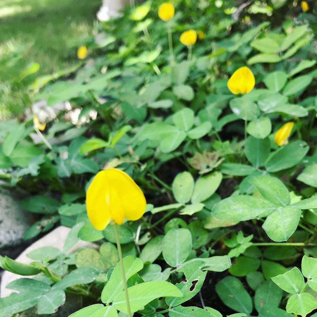 Pinto peanut in the GardenTags plant encyclopedia