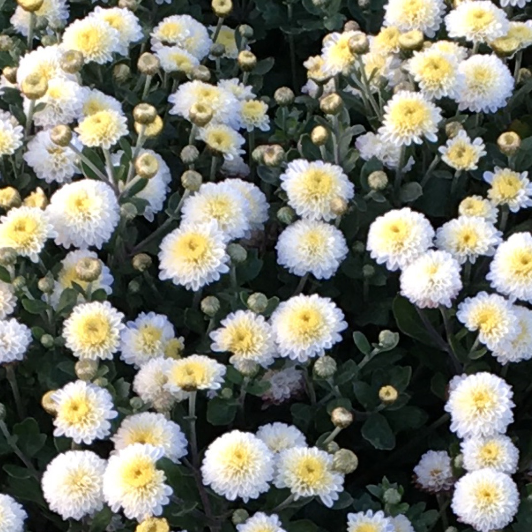 Chrysanthemum Baby Tears in the GardenTags plant encyclopedia