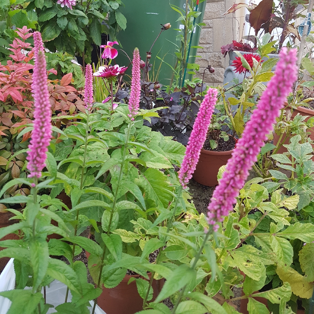 Long-Leaf Speedwell First Kiss in the GardenTags plant encyclopedia