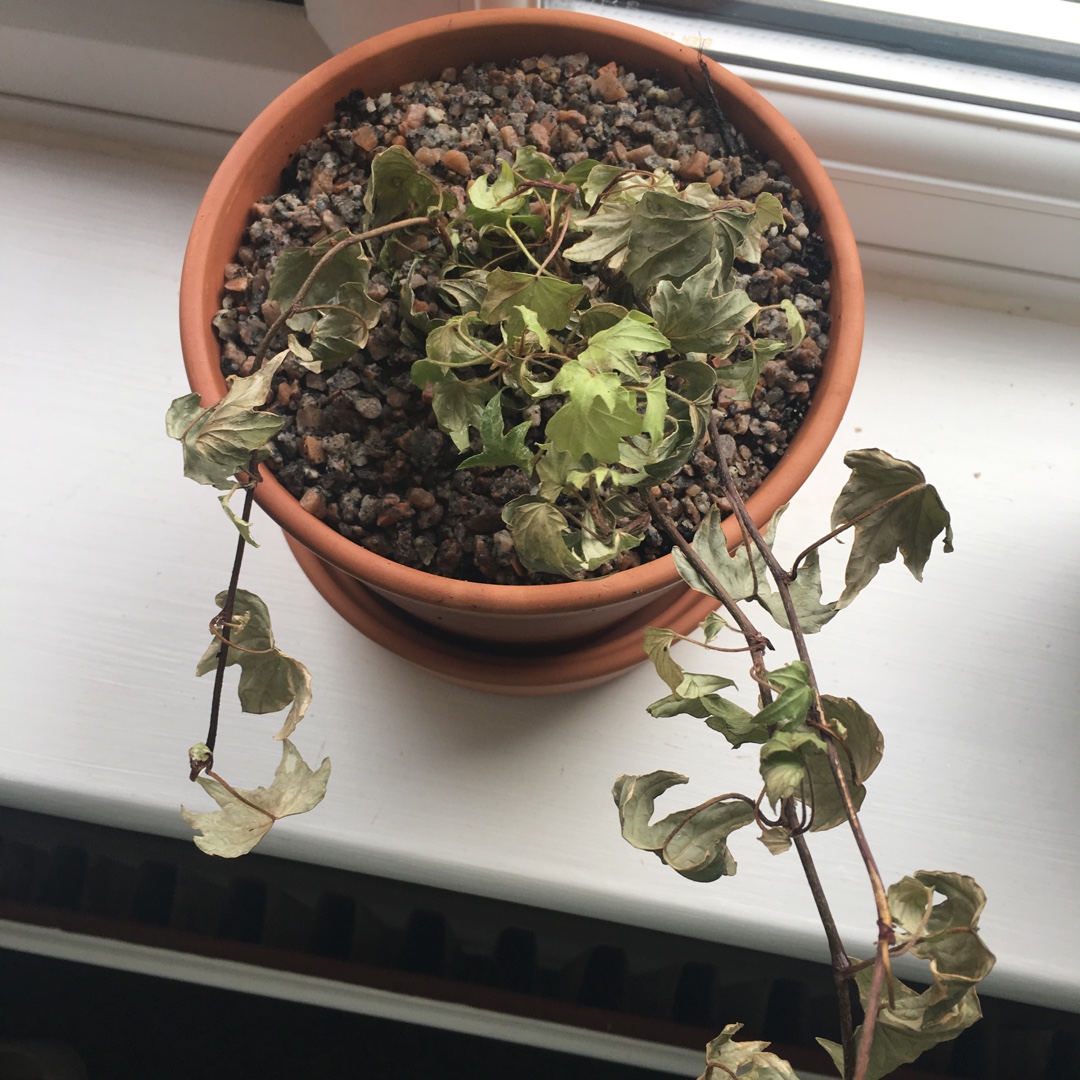 Silver Ivy in the GardenTags plant encyclopedia