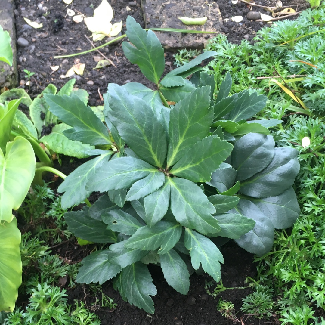 Hellebore HGC Jasper in the GardenTags plant encyclopedia