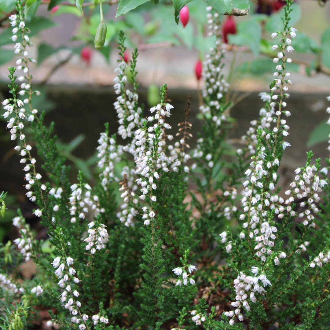 Calluna Vulgaris Hammondii Aureifolia Common Heather Hammondii