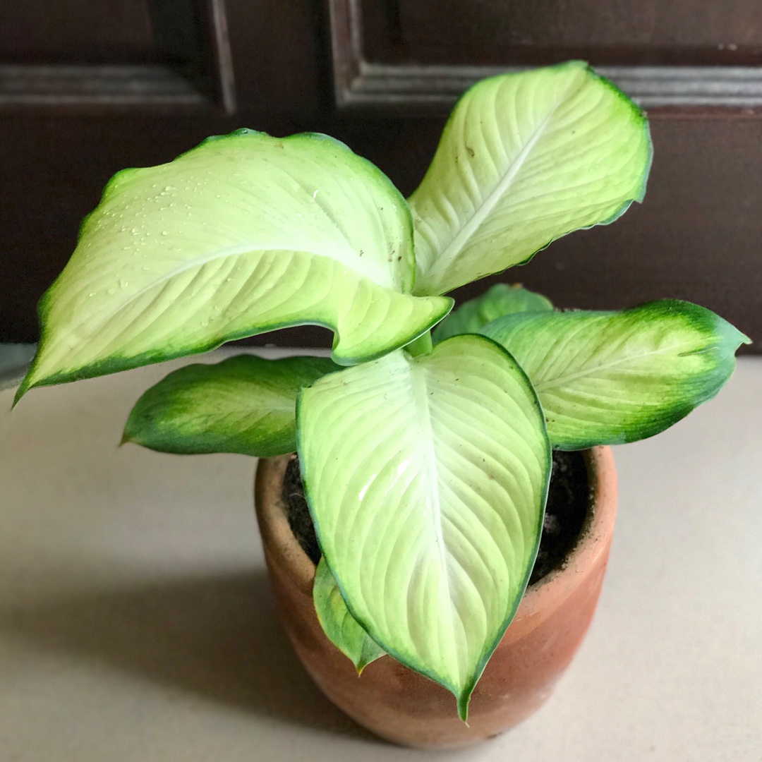 Dumb Cane  Tropic Marianne in the GardenTags plant encyclopedia