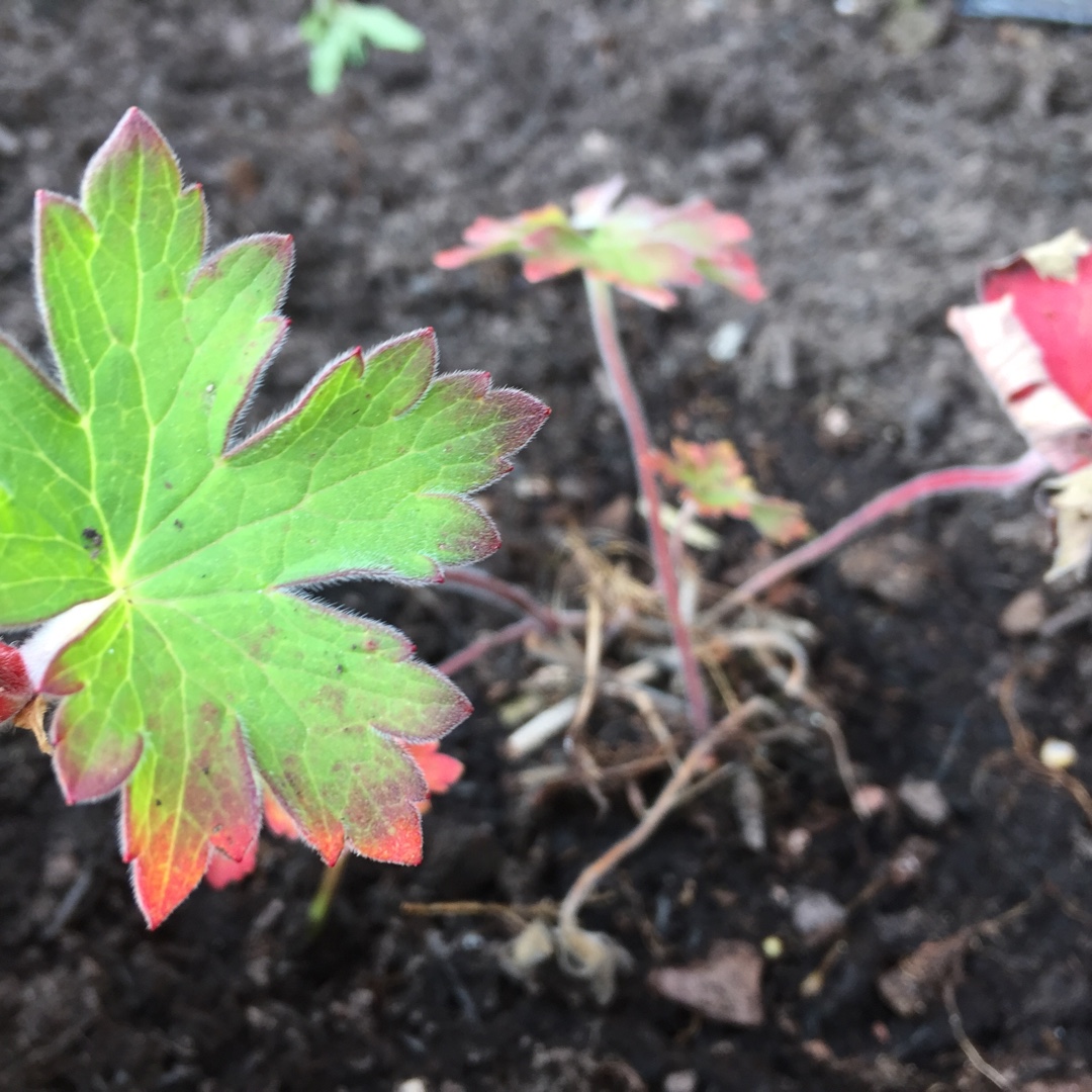 Cranesbill Zeppelin  in the GardenTags plant encyclopedia