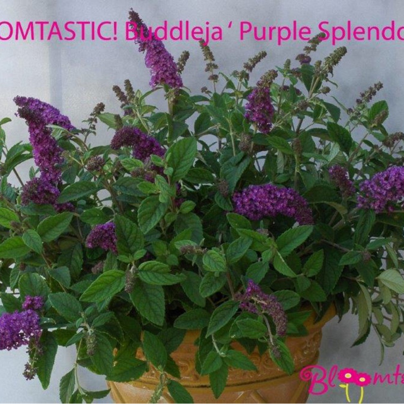 Butterfly Bush Purple Splendour in the GardenTags plant encyclopedia