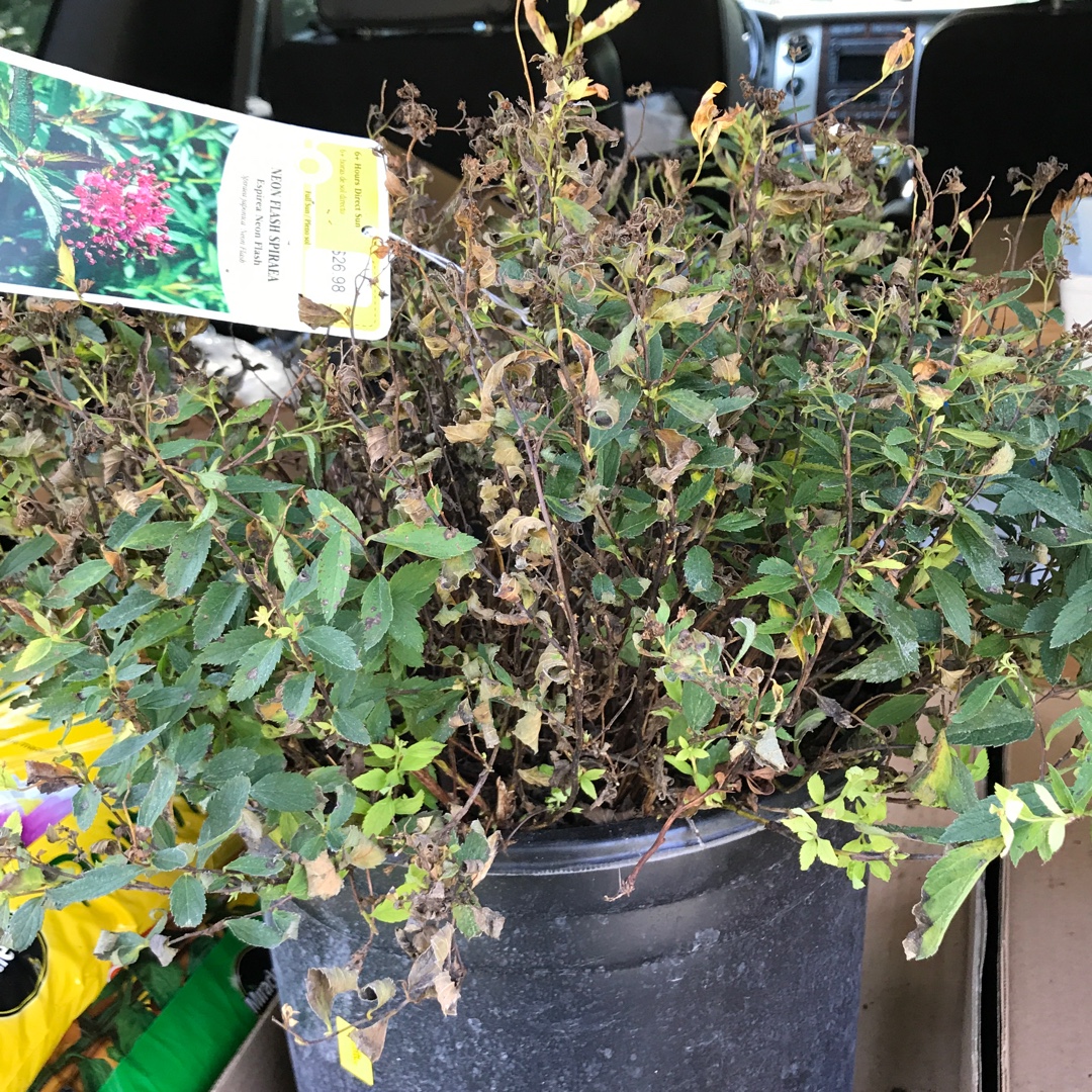 Spiraea Neon Flash in the GardenTags plant encyclopedia