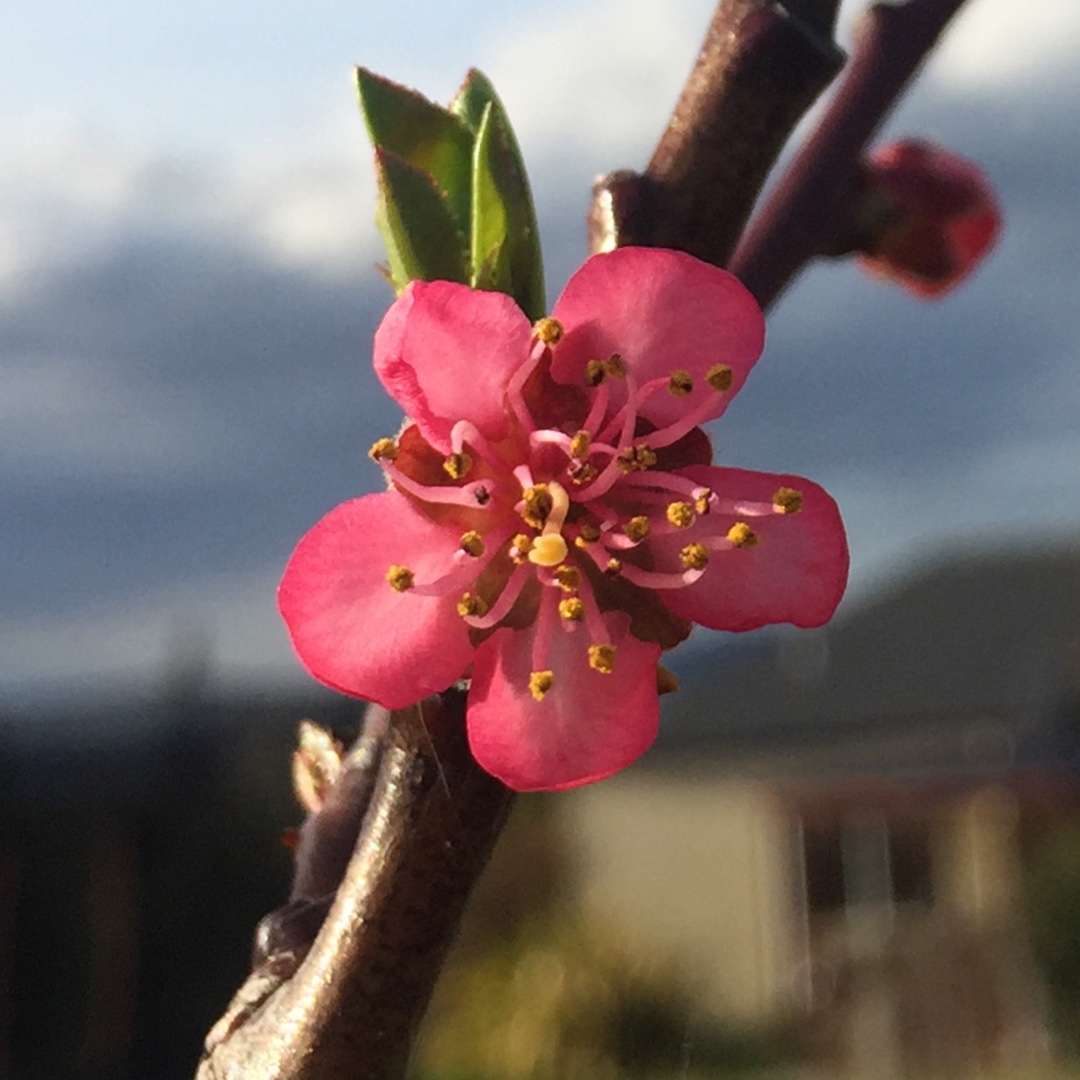 Peach Anzac in the GardenTags plant encyclopedia