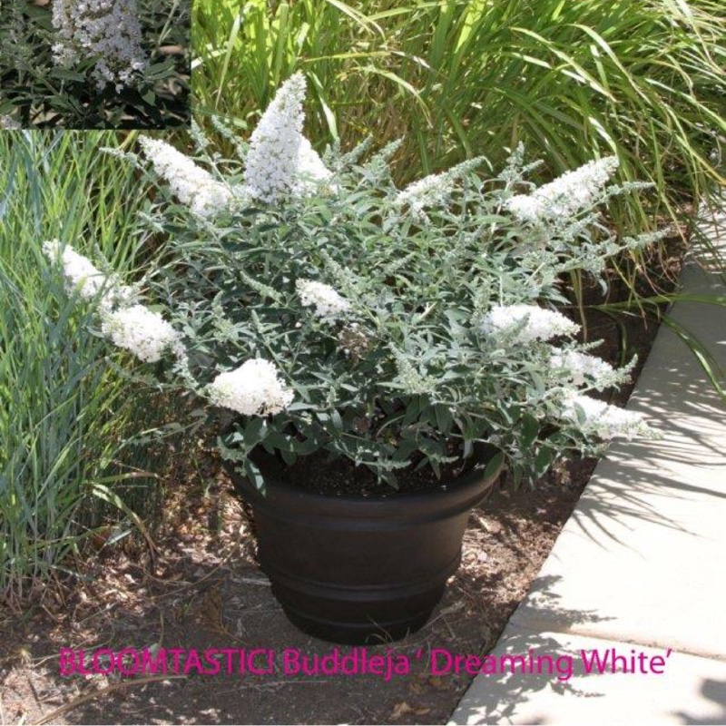 Butterfly Bush Dreaming White in the GardenTags plant encyclopedia