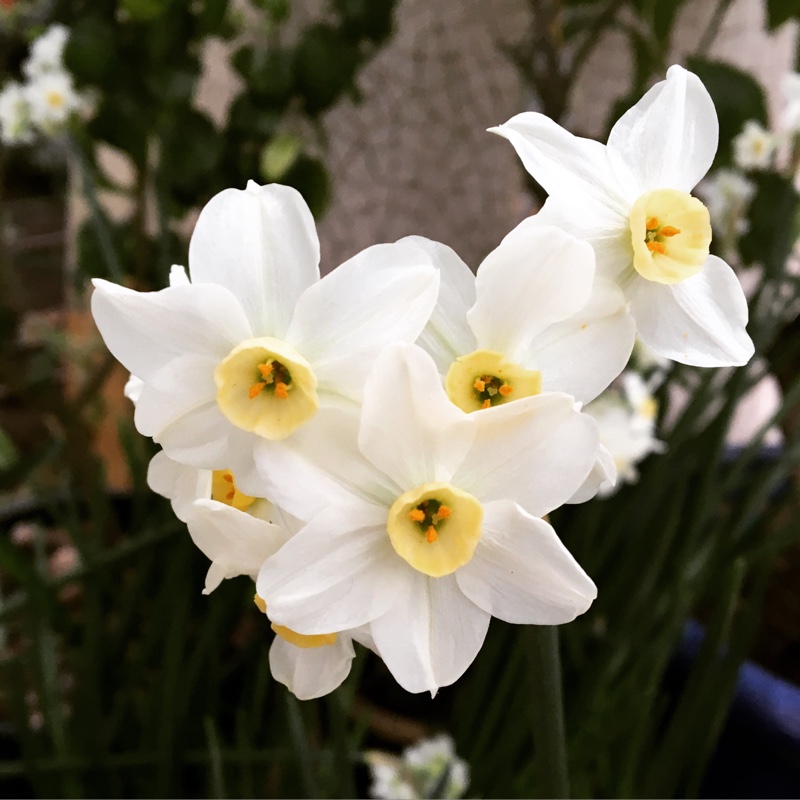 Daffodil (Miniature Group) in the GardenTags plant encyclopedia