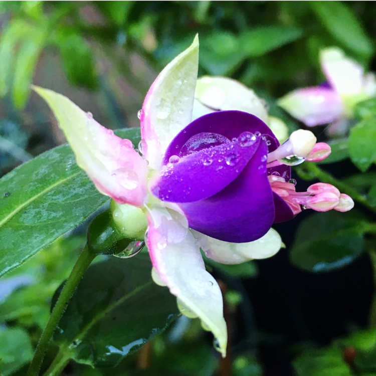 Fuchsia Linda Hinchcliffe in the GardenTags plant encyclopedia