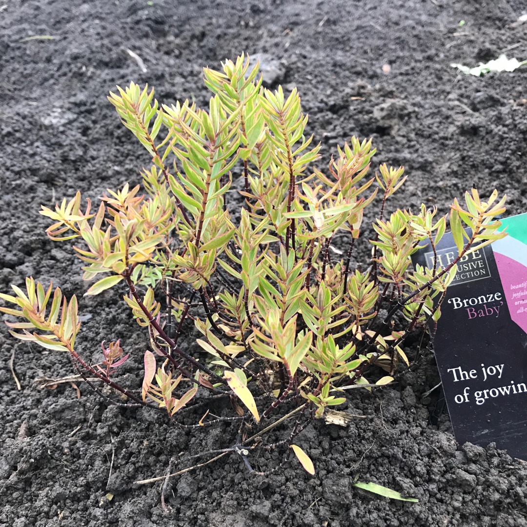 Shrubby Veronica  Bronze baby in the GardenTags plant encyclopedia