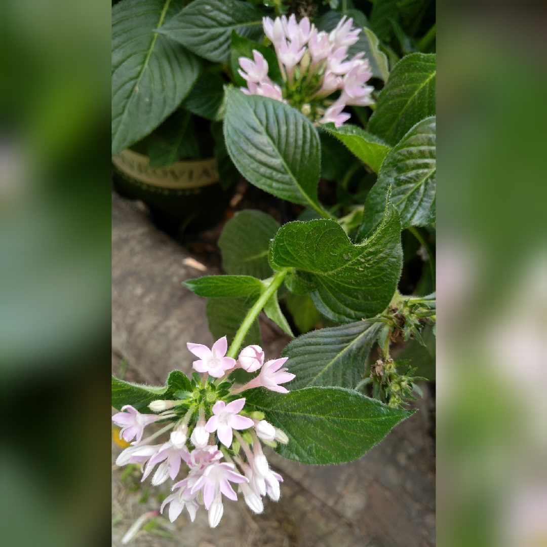 Pentas Starcluster Lavender in the GardenTags plant encyclopedia