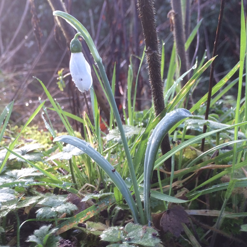 Snowdrop (Species) Elwess Snowdrop in the GardenTags plant encyclopedia