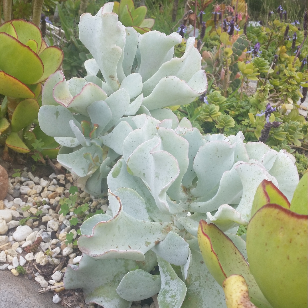 Cotyledon Silver Waves in the GardenTags plant encyclopedia