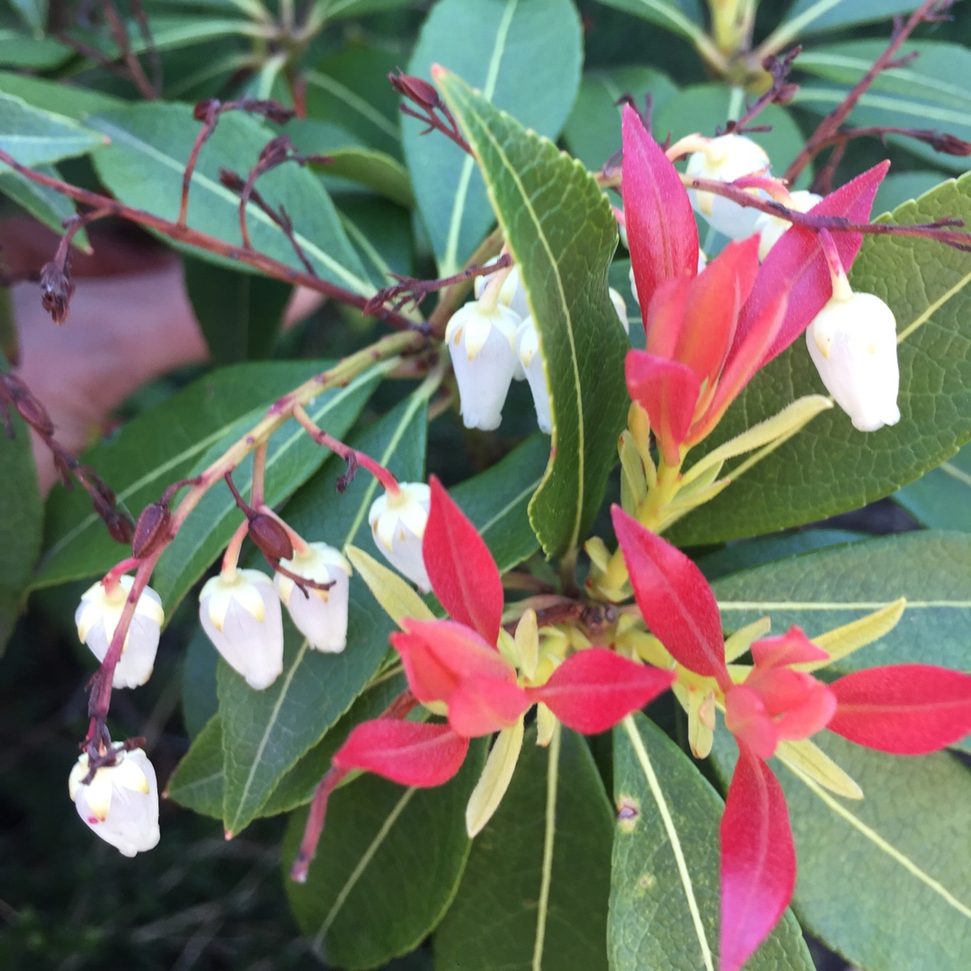 Chinese Pieris in the GardenTags plant encyclopedia