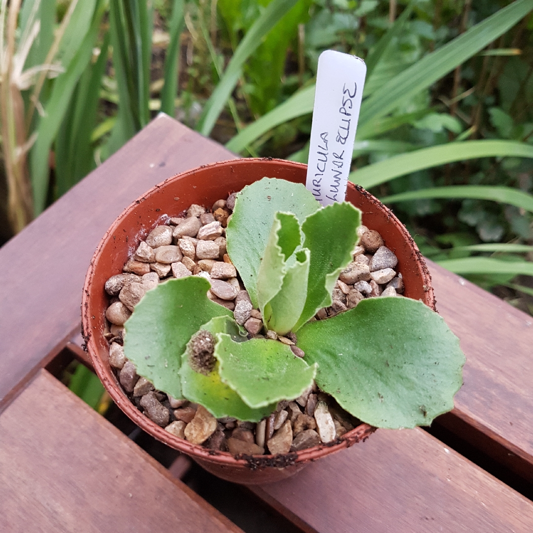 Auricula Lunar Eclipse in the GardenTags plant encyclopedia