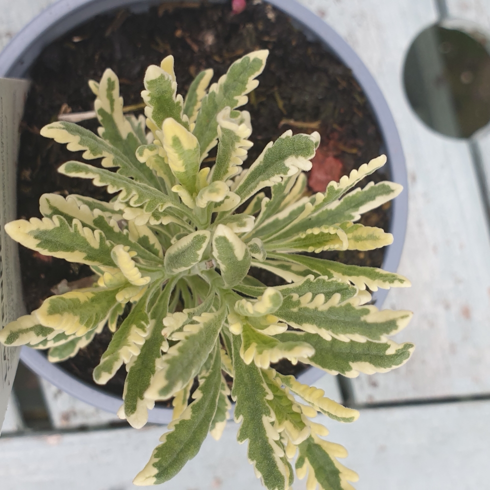 Lavender Meerlo in the GardenTags plant encyclopedia