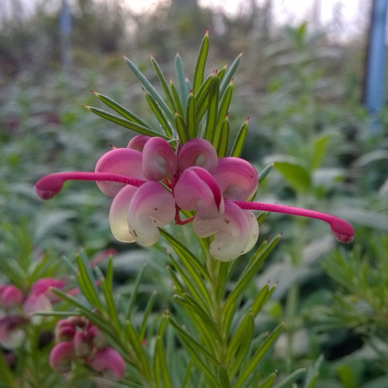 Spider Flower in the GardenTags plant encyclopedia